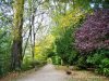 Promenade des Bords de L'Eure, Chartres - the trees