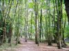 Promenade des Bords de L'Eure, Chartres - the trees