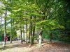 Promenade des Bords de L'Eure, Chartres - the trees